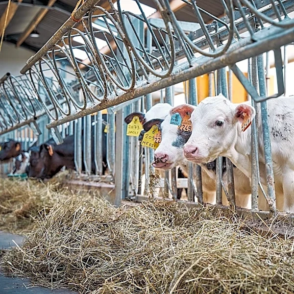 How Dairy Farmers Manage Heat Stress in Cows