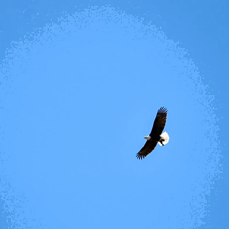 Severe Snowstorm in 2025 Claims Bald Eagle Chick in Big Bear Valley