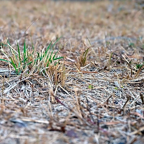 Maine Gardeners Prepare for Productive August Amid Drought Concerns