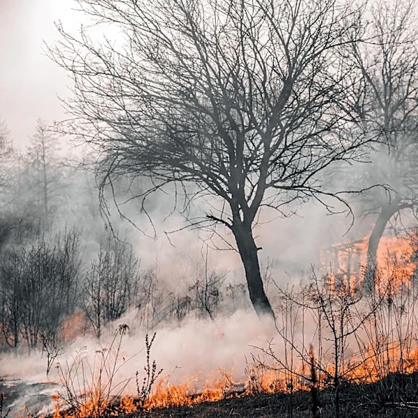 Elevated Fire Weather and Heat Advisory Issued for Washington State