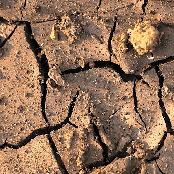 Severe Drought in New Mexico Halts Border Wall Well Drilling