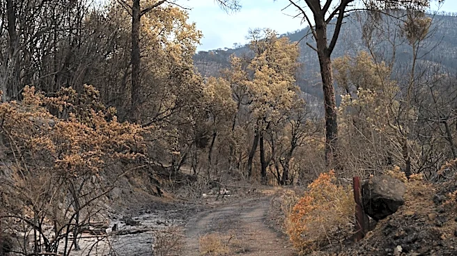 Utah Sets Record for Woodland Area Lost to Wildfires in 2026