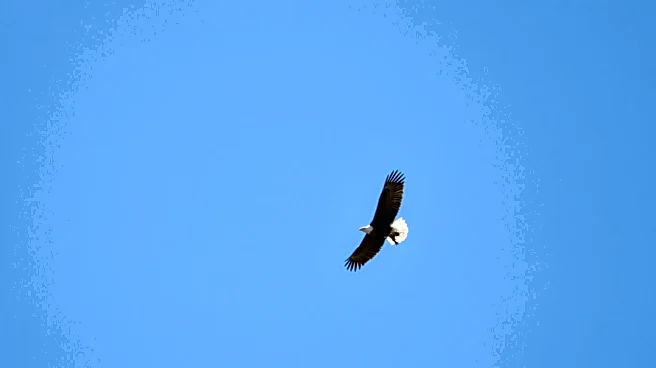 Severe Snowstorm in 2025 Claims One Bald Eaglet in Big Bear Valley