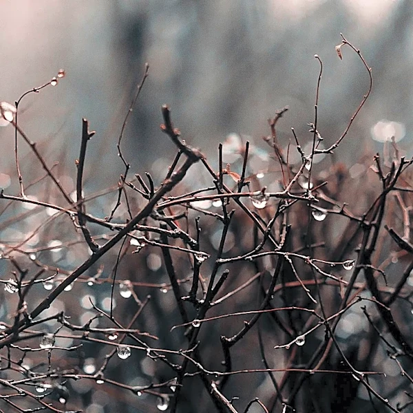 El Niño Expected to Bring Above-Normal Rainfall to California This Winter
