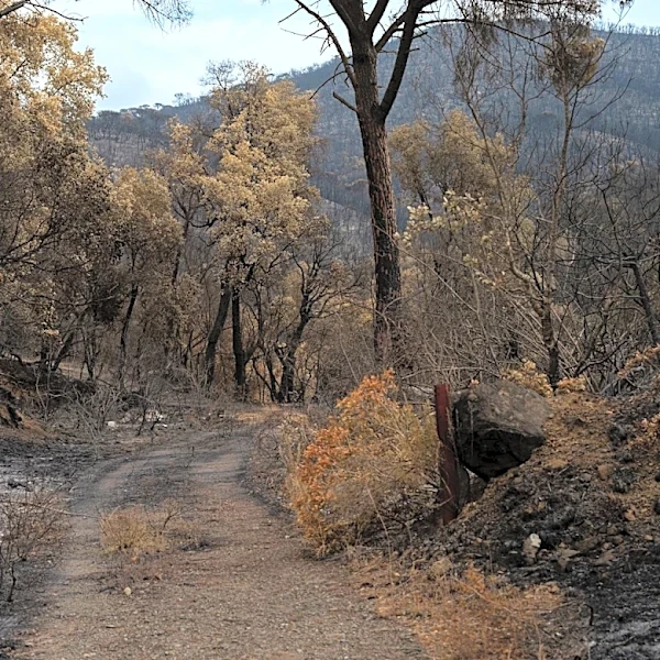 Wrights Spring Fire Expands to 3,101 Acres Amid Red Flag Warning