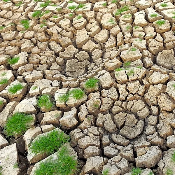 Understanding Drought Conditions and Their Impact