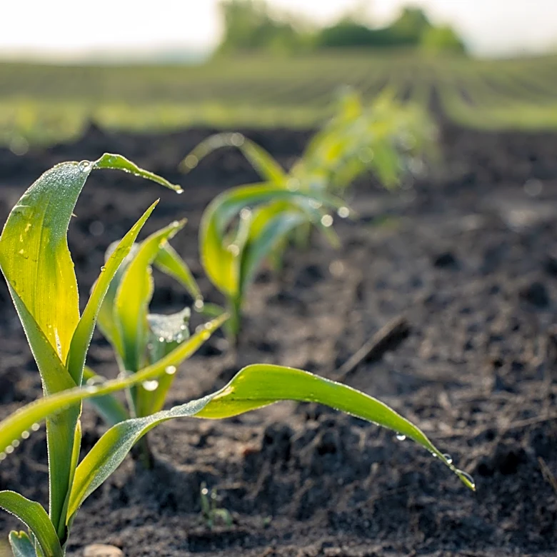 Minnesota Sugarbeet Crop Thrives Despite Weather Challenges