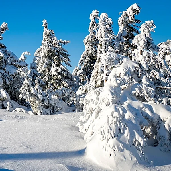 Farmers' Almanac Predicts Contrasting Winter Weather Across U.S.