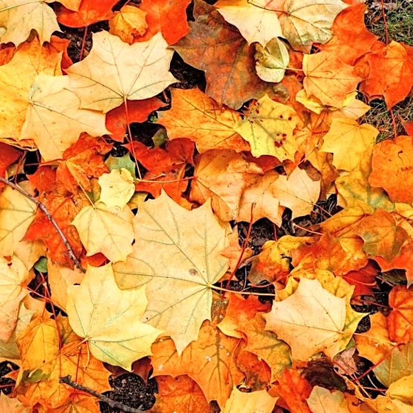 El Niño May Keep Summer Heat Around the US This Fall