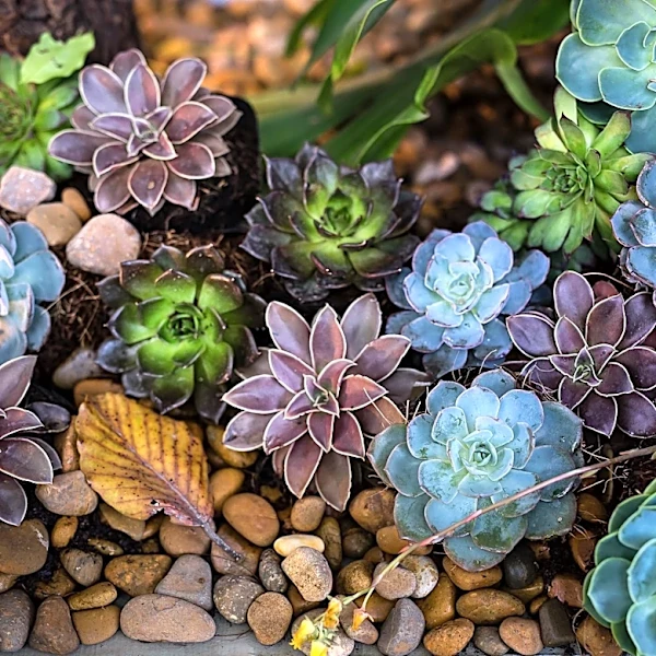 How to Create a Climate-Resilient Garden