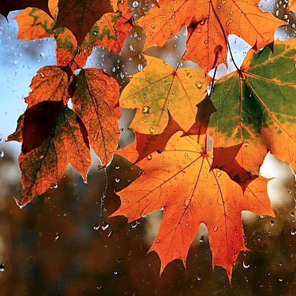 Understanding Fall Weather Patterns: Insights from Seasonal Forecasts