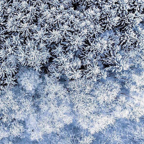 How El Niño Impacts Winter Weather Across the U.S.