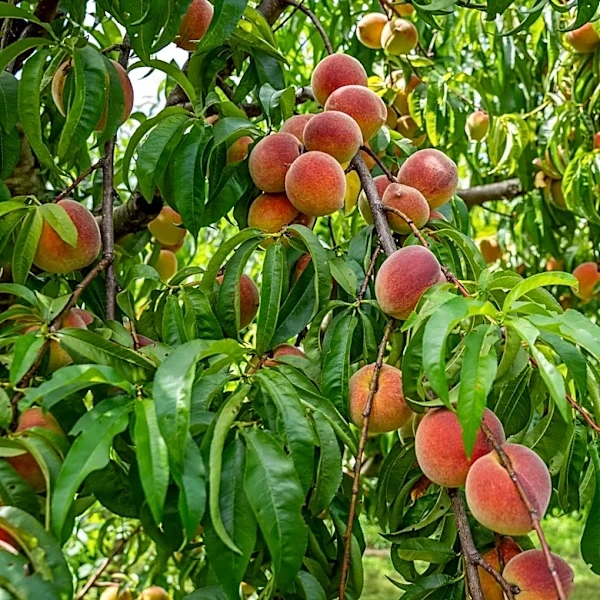 Climate Change Threatens Peach Crops in Georgia and South Carolina