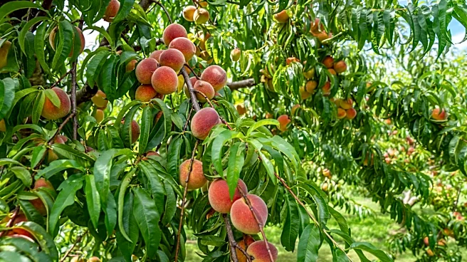 Climate Change Threatens Peach Crops in Georgia and South Carolina