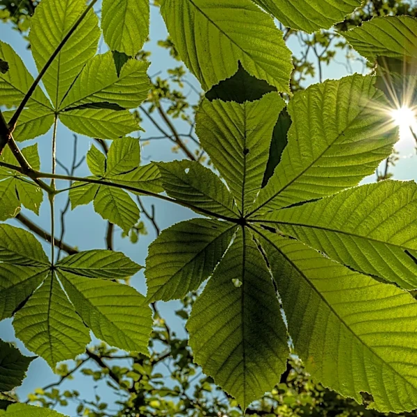 How Much Sunshine Do We Really Need?