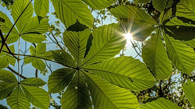 How Much Sunshine Do We Really Need?