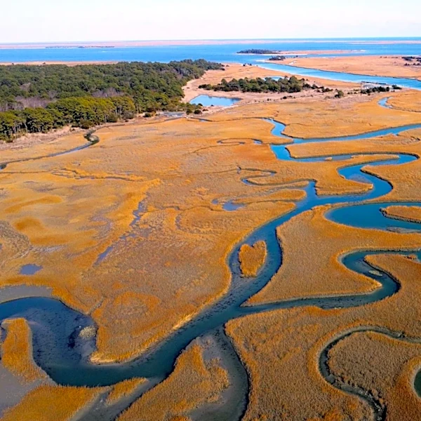 Rising Vibrio Infections Linked to Warming Chesapeake Bay Waters