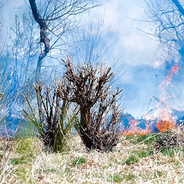 Oregon Wildfires Burn Over 2.3 Million Acres Amid Containment Efforts