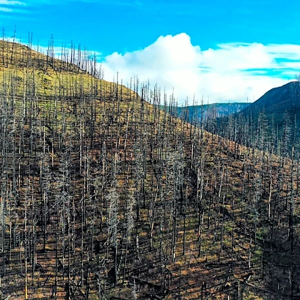 Mosier, Oregon Explores Prescribed Burns to Mitigate Wildfire Risks