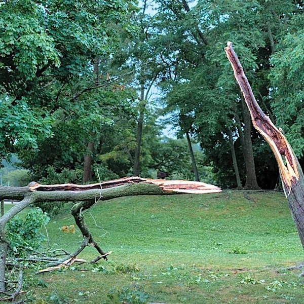 Severe Storm Topples Tree onto Westbury Home, Trapping 37 Cats