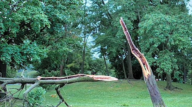 Severe Storm Topples Tree onto Westbury Home, Trapping 37 Cats
