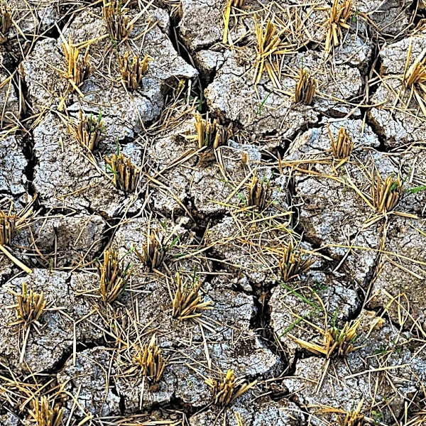 Drought and Economic Concerns Reduce U.S. Sugarbeet Acreage to Historic Low