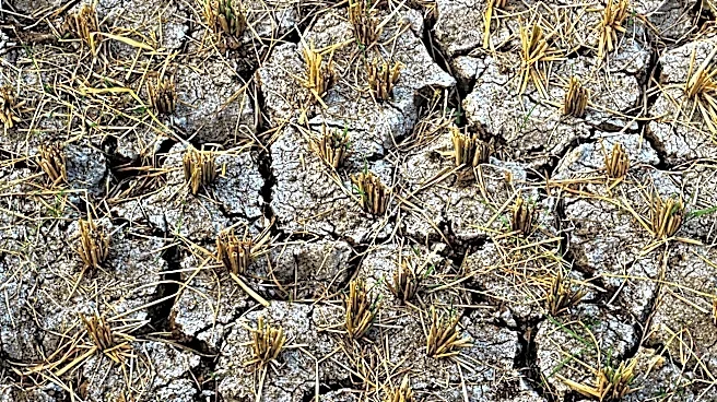 Drought and Economic Concerns Reduce U.S. Sugarbeet Acreage to Historic Low