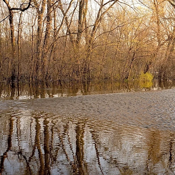 Floodplain Forest in Burlington, Vermont Enhances Flood Resilience