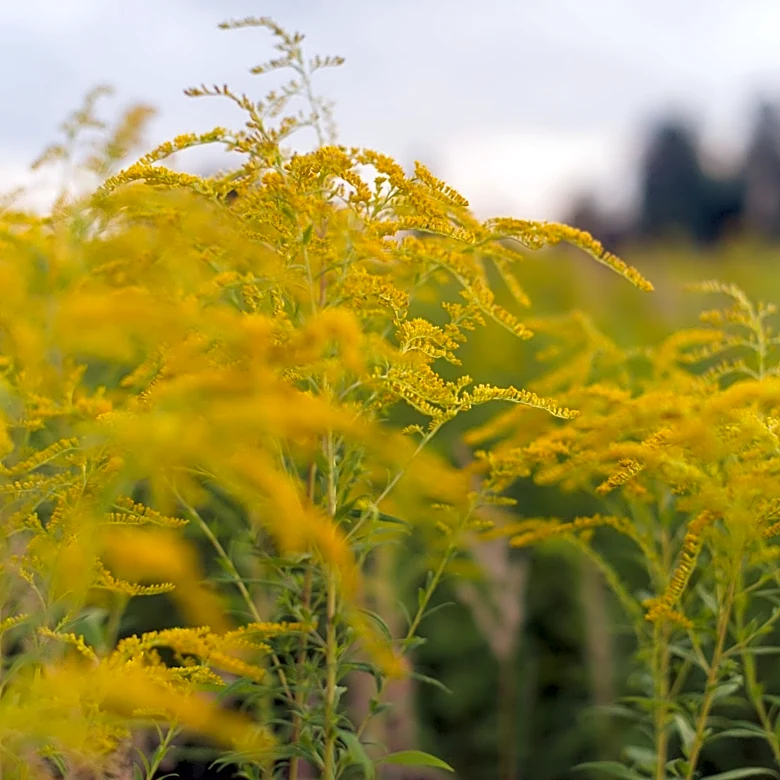 Low Pollen Levels in Cincinnati's Over-the-Rhine District, Expected to Rise