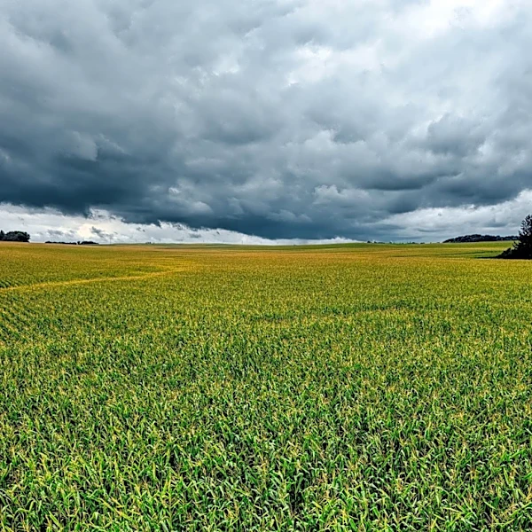 Severe Storms Impact Midwest, Potential Crop Damage Reported
