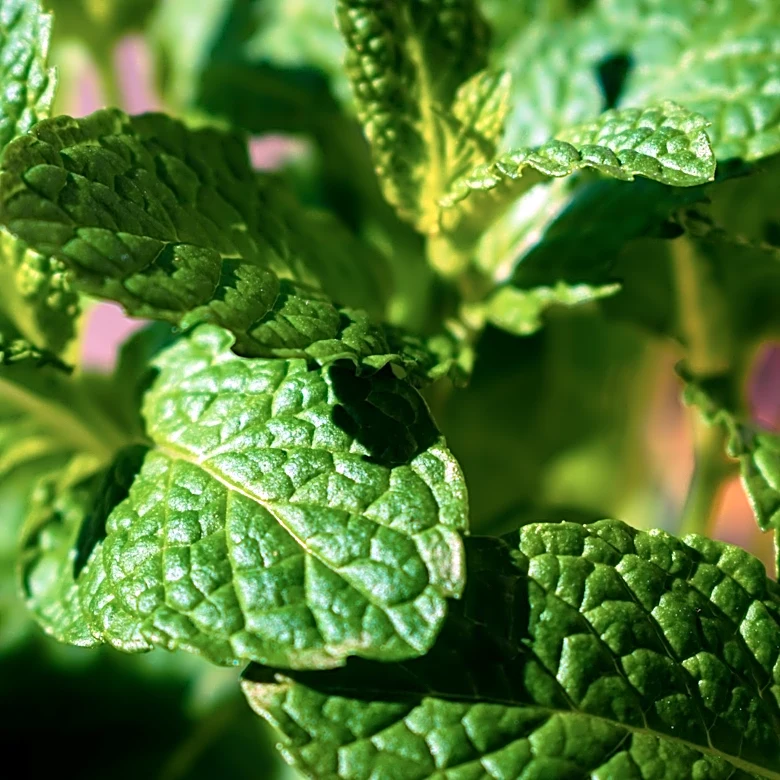 How Cooling Herbs Can Help You Beat the Heat