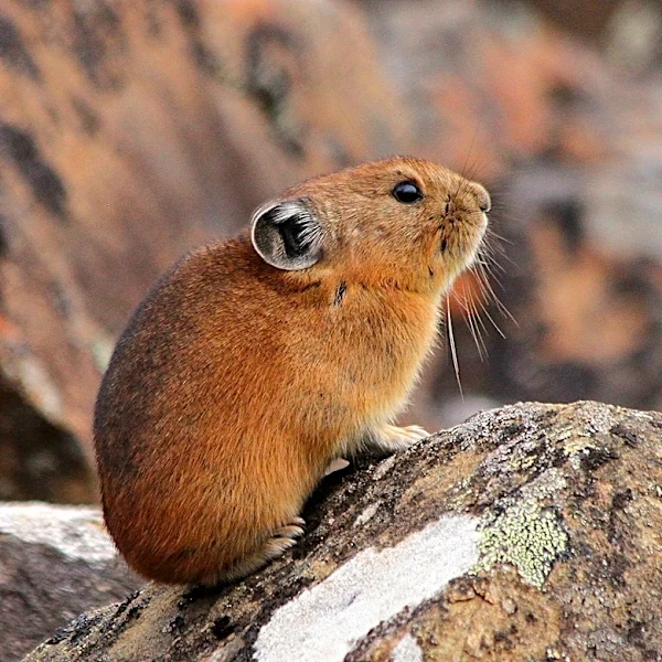 Climate Change Threatens Montana's Pika Populations