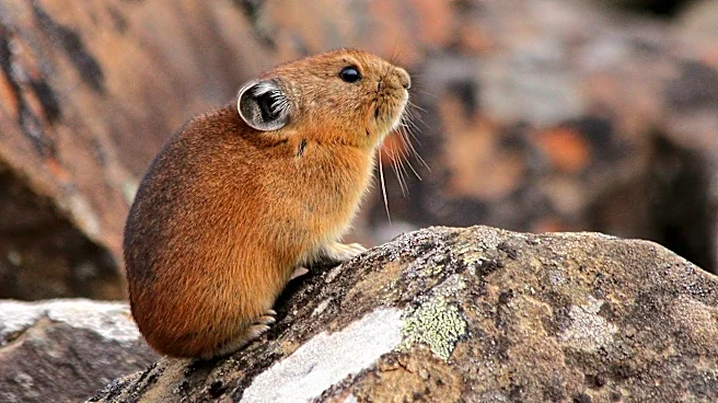 Climate Change Threatens Montana's Pika Populations