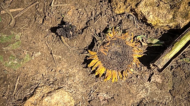 63% of Kansas Faces Drought; Ellis County 'Abnormally Dry'