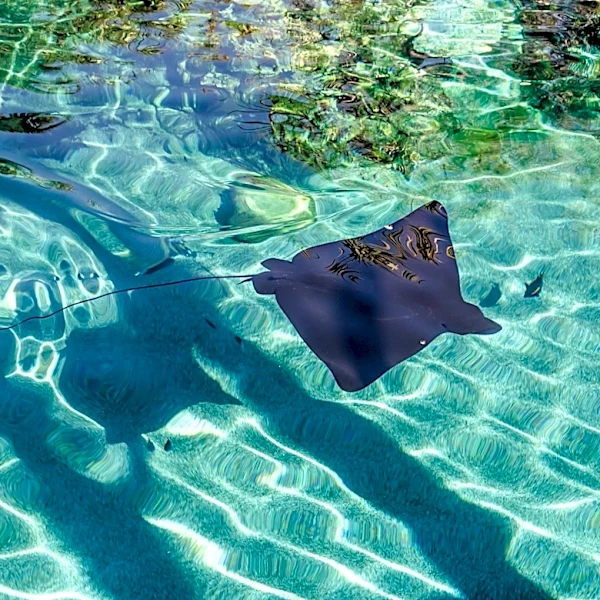 Southern California Stingray Injuries Surge Amid Marine Heat Wave