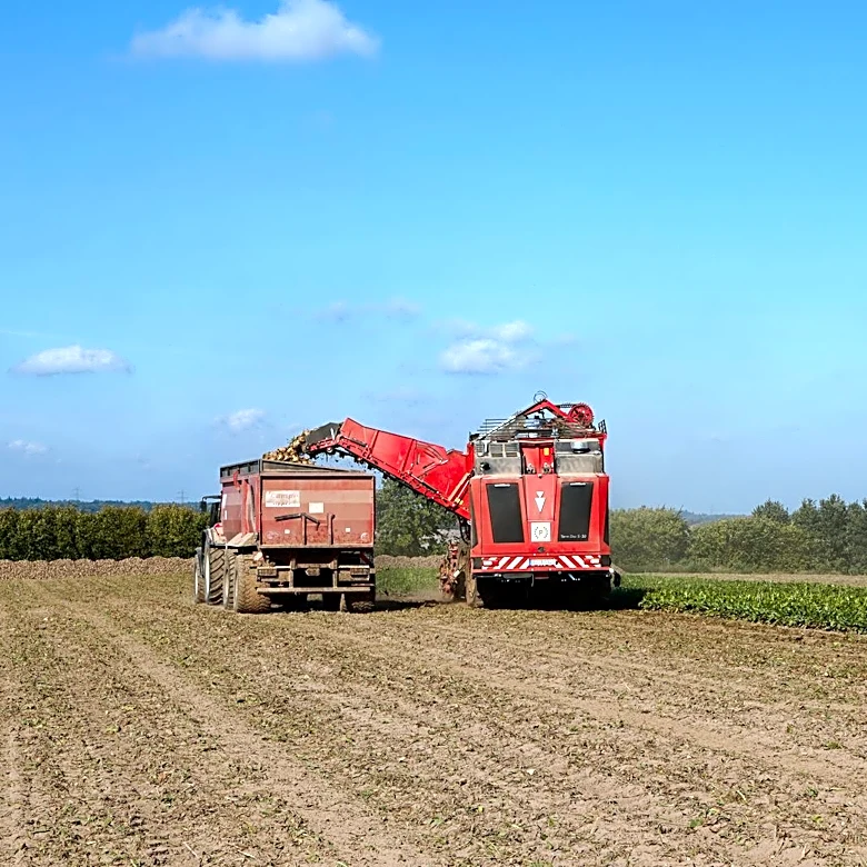 American Crystal Sugar Begins 2026 Pre-Pile Harvest Amid Dry Conditions