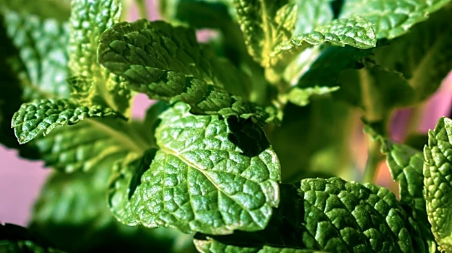 How Cooling Herbs Can Help You Stay Comfortable in Hot Weather