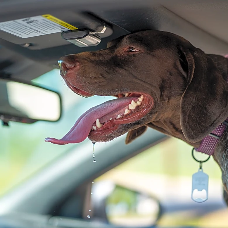 Heat Waves Pose Serious Risks for Dogs, Experts Warn