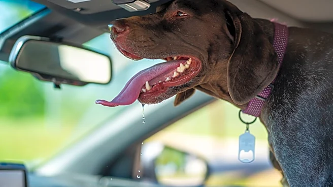 Heat Waves Pose Serious Risks for Dogs, Experts Warn