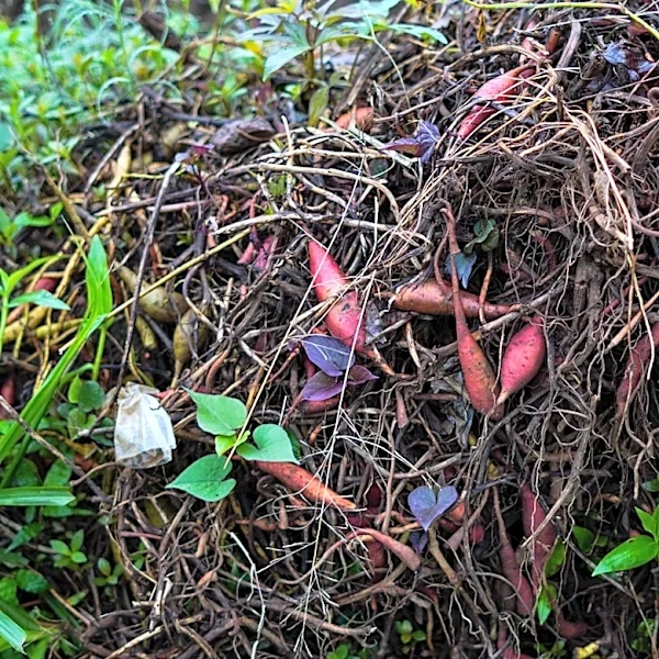 Why Late Summer is the Perfect Time to Add Compost to Your Garden