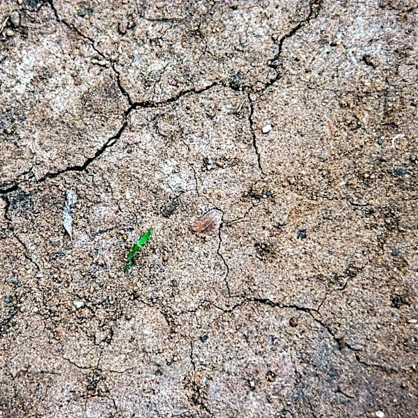 Delaware Faces Persistent Drought Challenges