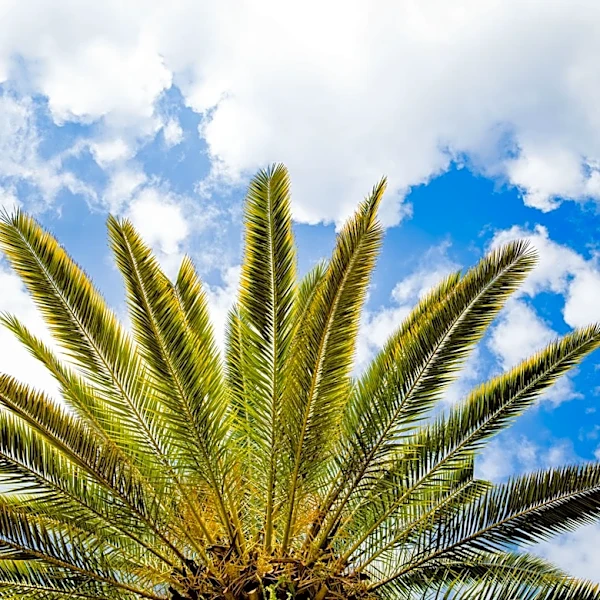 Heat Advisory and Near-Record Temperatures Expected in Tallahassee and South Georgia