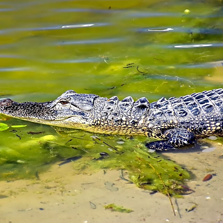 Drought Conditions in Central Florida Linked to Increased Alligator Attacks