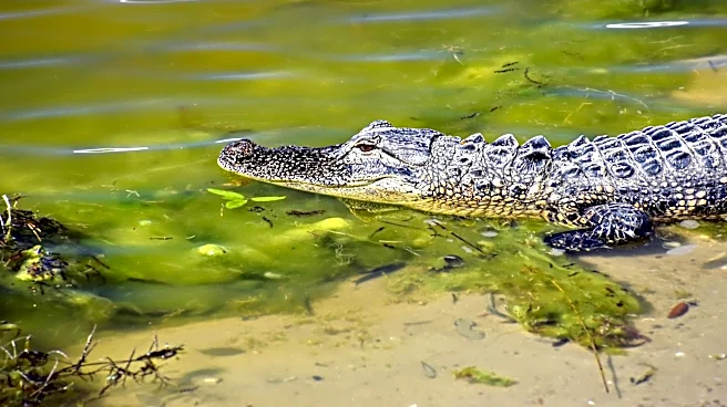 Drought Conditions in Central Florida Linked to Increased Alligator Attacks