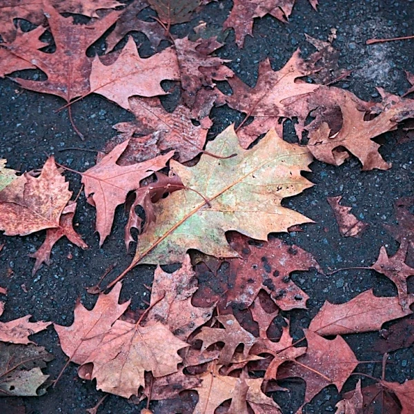 Understanding Fall Weather Patterns Across the United States