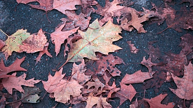 Understanding Fall Weather Patterns Across the United States