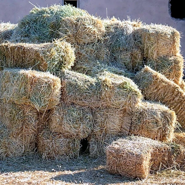 Fall Grazing Season Extended Through Forage Stockpiling in the Northeast
