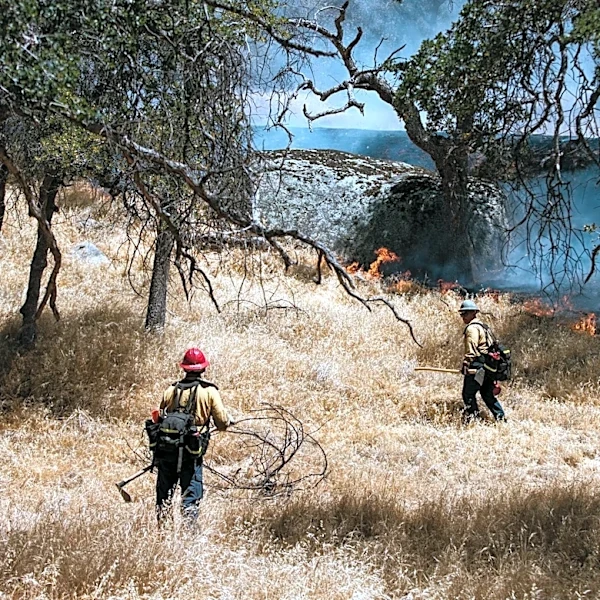 Trump Administration Proposes Opening California Forests to Roads and Logging Amid Wildfire Concerns