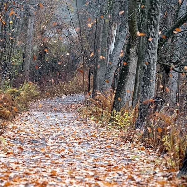 Old Farmer's Almanac Predicts Contrasting Fall Weather Across the U.S.