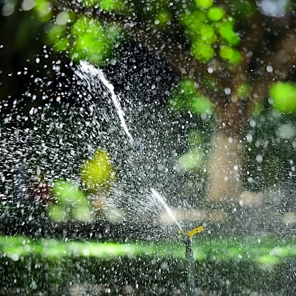 Lawn Care During Heat Waves: Expert Tips for Watering